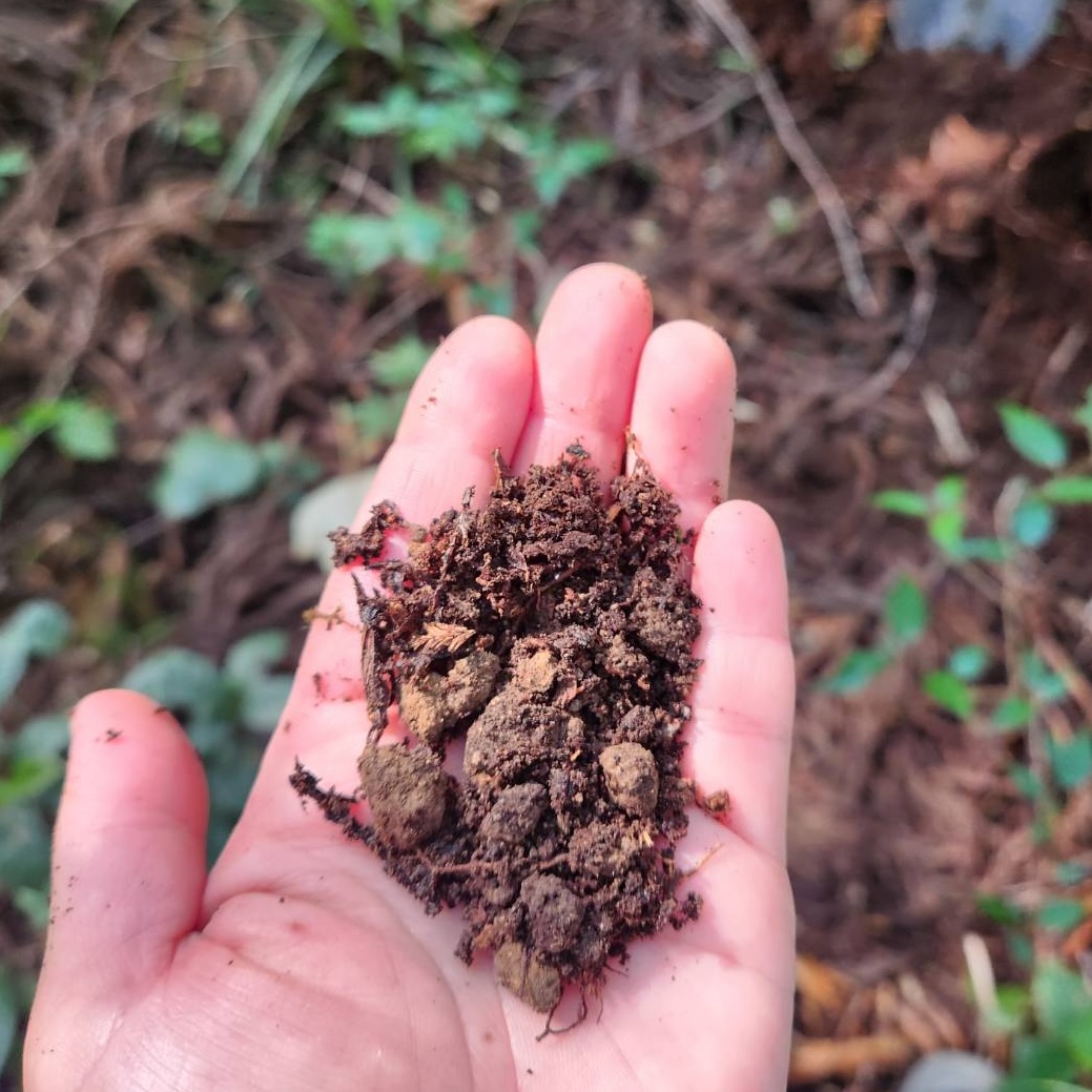 二十四節気 小暑(しょうしょ)|ベジモファームB就労継続支援事業所 広島県広島市/東広島市/廿日市市